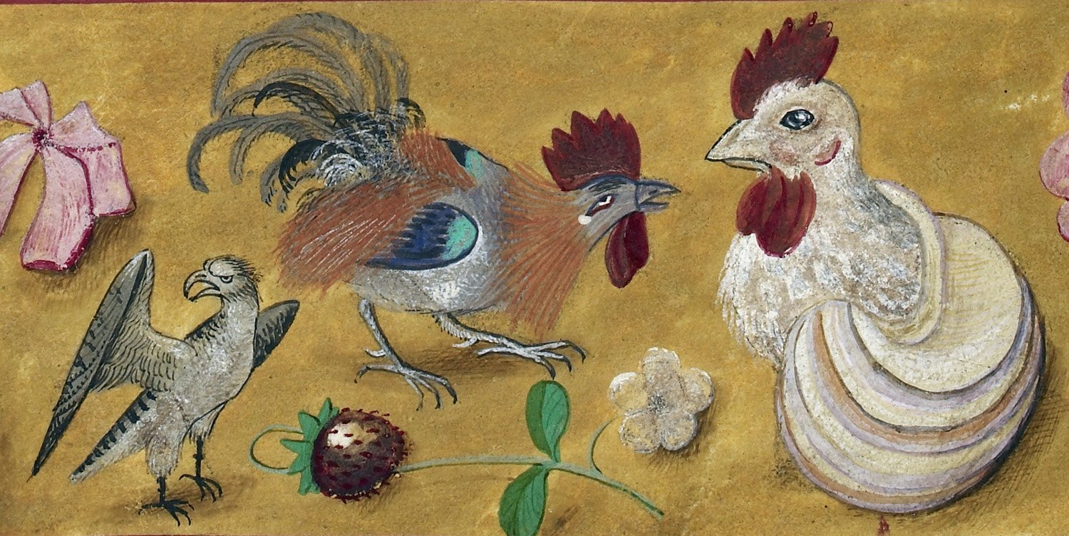 Bird of prey and chickens from 16th century manuscript